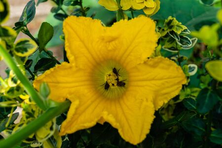 Hokkaido pumkin cucurbita maxima