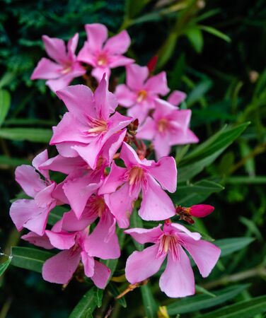 The toxic garden plant nerium oleander apocynaceae