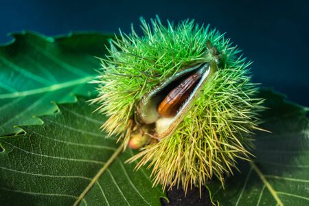 The fruits of the prickly chestnut are ripe in autumn