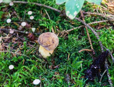 In autumn you can find these mushrooms in the forestの写真素材