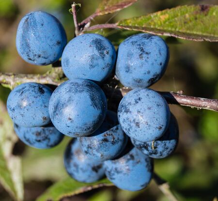 Fruits of the blackthorn bush Prunus spinosa