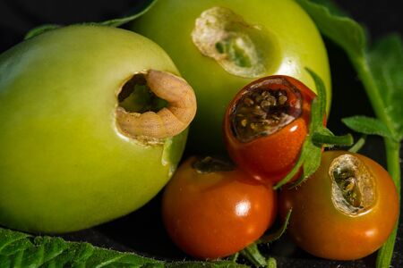 The vegetable vermin Lacanobia Mamertaの写真素材