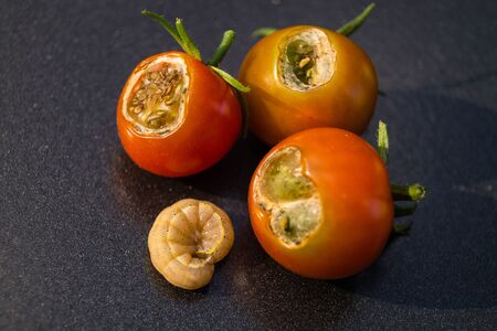 The vegetable vermin Lacanobia Mamerta