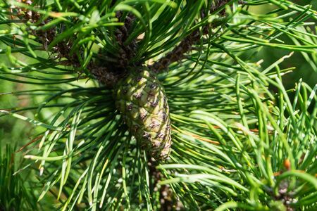 The Evergreen fir pinus sylvestris