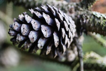 The Evergreen fir pinus sylvestrisの写真素材