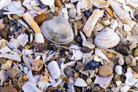Stones and shells as background or wallpaperの写真素材