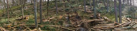 Forestry in the nature reserve Fischbeker Heide