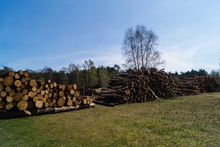 Forestry in the nature reserve Fischbeker Heide