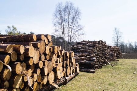 Forestry in the nature reserve Fischbeker Heide