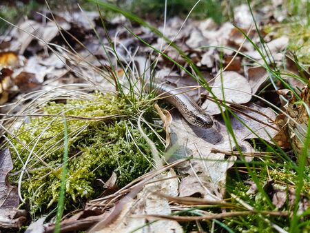 Anguis fragilis in the nature reserve "Fischbeker Heide" Hamburgの写真素材