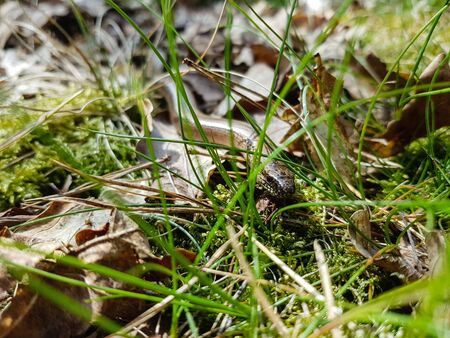 Anguis fragilis in the nature reserve "Fischbeker Heide" Hamburgの写真素材