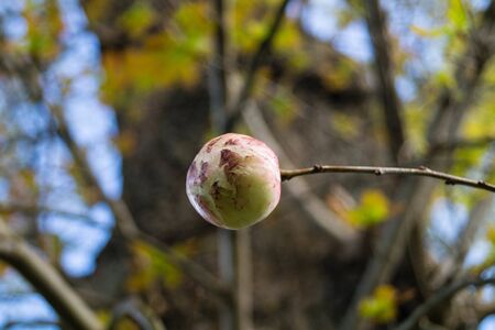Cynips quercusfolii gall balls on oak leafの写真素材