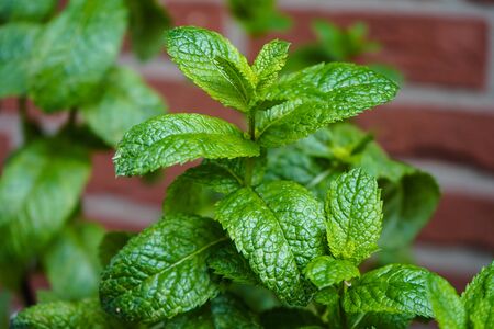Mint leaves in a house gardenの写真素材
