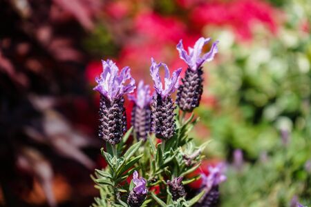 Alternative medicine with Fresh lavender Lavandula angustifoliaの写真素材