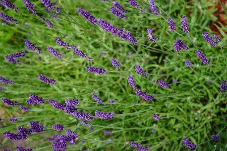 Alternative medicine with Fresh lavender Lavandula angustifoliaの写真素材