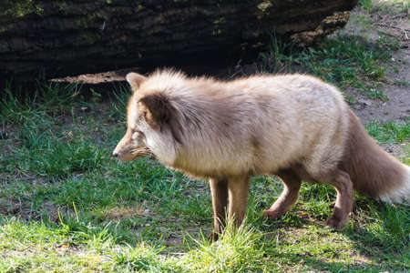 Fox in the forestの写真素材