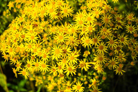 the poisonous yellow wildflower Jacobaea vulgarisの写真素材
