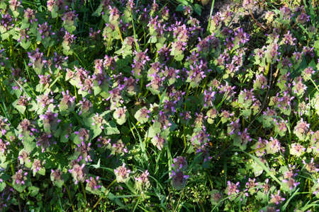 The wild plant red dead-nettle in the garden.の写真素材