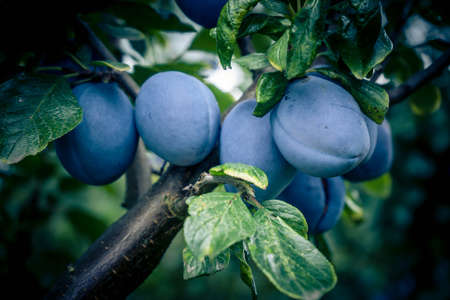 plum - prunus domestica next to Hamburgの写真素材