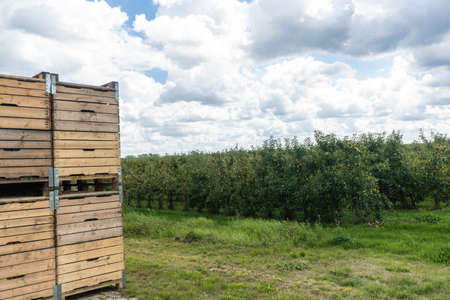 Apple harvest in the old Land of Hamburgの写真素材