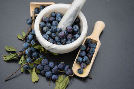 blue round fruits of the blackthorn bushの写真素材