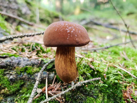 Mushrooms on the ground of a forestの写真素材