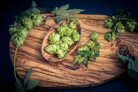 Fresh green hops a component for brewing beer