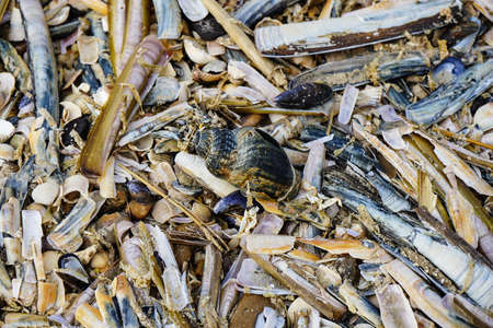 at the beach of Blavand (Traslation: danish for blue water) an area in Denmark
