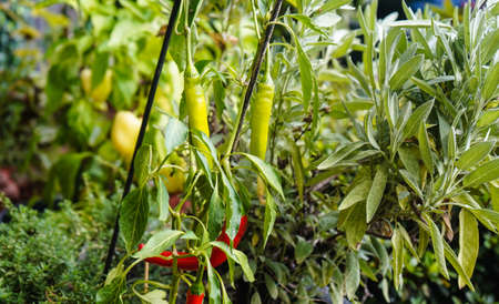 red Hungary paprika sweet or spicyの写真素材