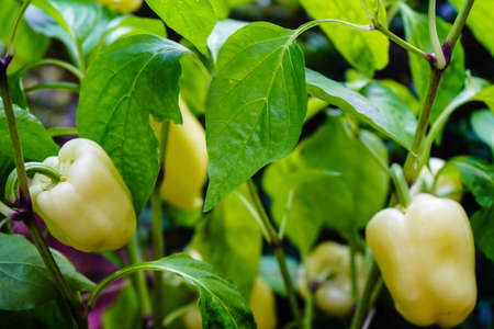 red Hungary paprika sweet or spicy