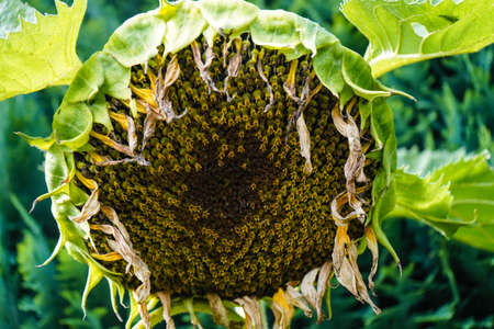 sunflower plants and seedsの写真素材