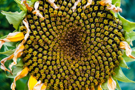 sunflower plants and seedsの写真素材