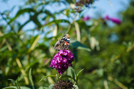 Buddleja davidii the Butterfly bush