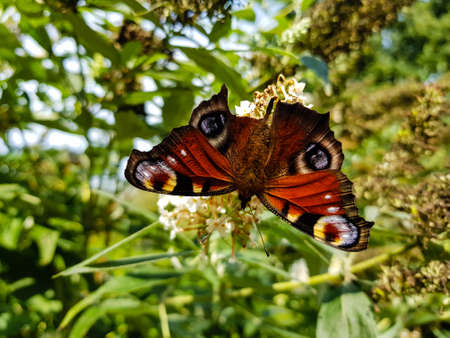 Buddleja davidii the Butterfly bushの写真素材