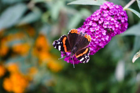 Buddleja davidii the Butterfly bush