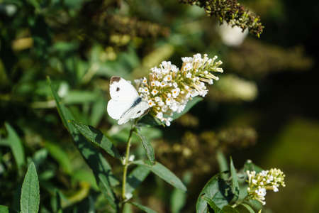 Buddleja davidii the Butterfly bush