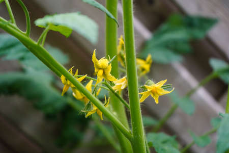 red round Tomatoes Solanum Lycopersicum for a salad or a soupの写真素材