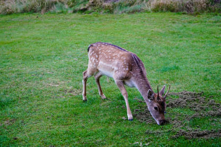 In Blavand, wild but trusting deer come to the holiday homes to be fedの写真素材