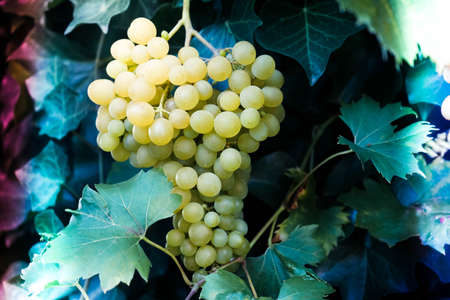 vine leaves and grapes