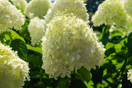 The romantic hortensia flower Hydrangea