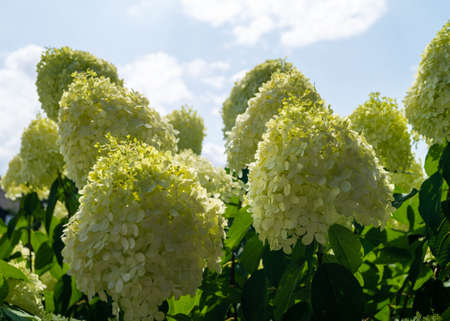 The romantic hortensia flower Hydrangea