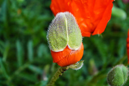 leaves and pollen of the poppy flowerの写真素材