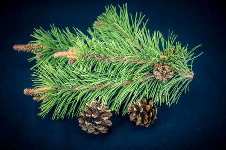 Cedar cones and nuts on olive wood