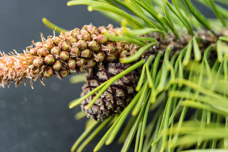 Cedar cones and nuts on olive wood