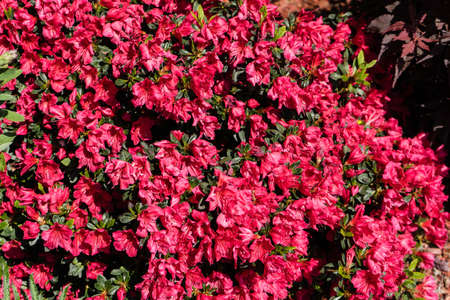 rhododendron azalea blossom in springの写真素材