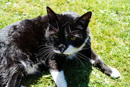 black and white tomcat with no nose