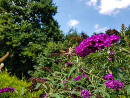 Bedstraw hawks Hyles gallii on the purple butterfly bush buddleja davidii