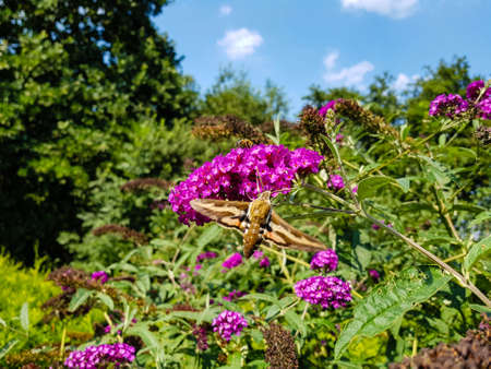 Bedstraw hawks Hyles gallii on the purple butterfly bush buddleja davidii