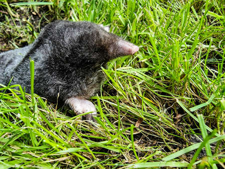 A mole in the gardenの写真素材