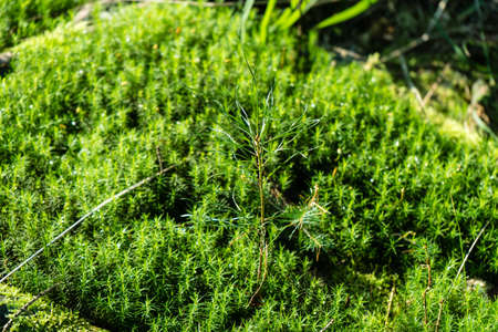Moss ground in the nature reserve fischbek heather